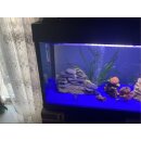 12x duBAUST SAQ24 Aquariumsilikon 310ml Kartusche - 2 Farben
