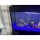 12x duBAUST SAQ24 Aquariumsilikon 310ml Kartusche - 2 Farben